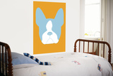 Orange Boston Terrier
