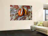Anemonefish Among Poisonous Tentacles  Raja Ampat  Indonesia