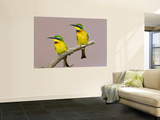 Two Little Bee-Eater Birds on Limb  Kenya