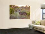 White-Tailed Deer in Grassland  Texas  USA