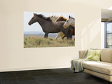 Wild Horses Running  Carbon County  Wyoming  USA