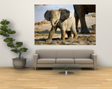 Baby African Elephant in Mud  Namibia