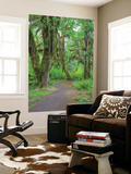 Hall of Mosses  Hoh Rain Forest  Olympic National Park  Washington  USA