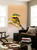 Little Bee-Eater Bird on Limb With Bee in Beak  Kenya