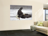 Bald Eagle Flies in Snowstorm  Chilkat Bald Eagle Preserve  Alaska  USA