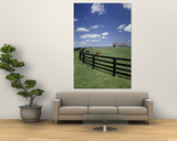 Thoroughbred in the Countryside  Kentucky  USA