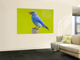 Mountain Bluebird With Caterpillars Near Kamloops  British Columbia  Canada