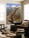 Giraffe Lying Down  Loisaba Wilderness  Laikipia Plateau  Kenya