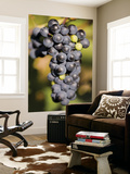 Marechal Foch Grapes at the Vineyard at Jewell Towne Vineyards  South Hampton  New Hampshire  USA