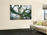 Largest known Myrtle Tree in the World