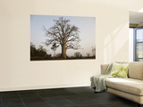 Baobab Tree