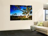 Campsite  Mt Speculation