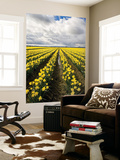Field of Daffodils