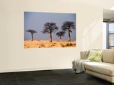 Baobab Trees on Horizon  Singida