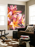 Plumeria or Frangipani