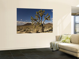 Joshua Tree in Cinder Cone Lava Beds Area from Aikens Mine Road in Mojave National Preserve