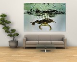 Frog Jumping Into an Aquarium