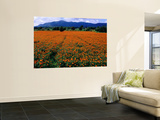 Field of Marigolds Near Mysore