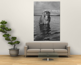 Rhesus Monkey Sitting in Water Up to His Chest