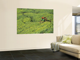 Tea Plantation  Kerala  Southern India