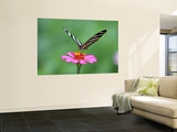 Zebra Longwing (Heliconius Charitonius) Feeding on Nectar of Flower Blossom