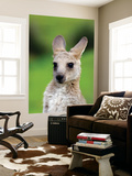 Young Kangaroo (Macropus Giganteus) at Pretty Beach