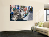 Venetian Cats Alongside Fond Die Terranova Canal