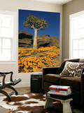Quiver Tree (Aloe Dichotoma) and Flowering Daisies in Spring  Namaqualand
