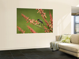 Immature Beautiful Sunbird (Cinnyris Pulchella) Feeding from Aloe