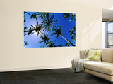 Palm Trees from Below at Anakena
