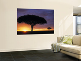 Acacia Tree at Sunrise  Serengeti National Park  Tanzania
