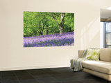 Bluebells in Woods  Springtime