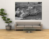 Yorkshire Hogs Smirking with Comfort in Pen on Curtiss Farms Owned by the Curtiss Candy Co