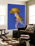 Jellyfish in Monterey Bay Aquarium