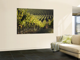 Vineyard  Napa  Napa Valley  California  USA