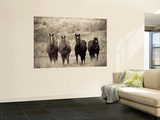 Horses  Montana  USA
