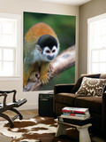 Squirrel Monkey (Saimiri Sciureus)