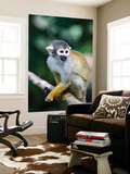 Squirrel Monkey (Saimiri Sciureus) About to Eat a Colourful Butterfly at an Animal Rescue Centre