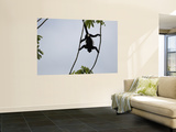 Male Mantled Howler Monkey (Alouatta Palliata) Splayed in Tree
