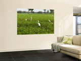 Yellow Waters Billabong with Water Birds Including Herons and Egrets