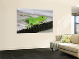 Green Iguana on Breakfast Table at Bucuti Beach Resort on Eagle Beach