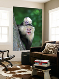 White-Faced Capuchin (Cebus Capucinus) Protects its Baby at Monkey Island Near Merida