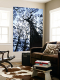 Eucalypt Trees from Below in Southeast Tasmania