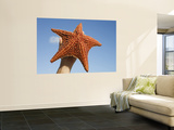 Person Holding Up Large Starfish at Curacao Sea Aquarium  Bapor Kibra