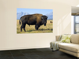 Bison