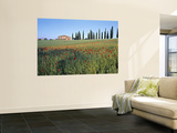Poppies  Tuscany  Italy