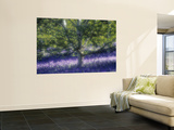 Bluebell and Silver Birch