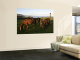 Horses Grazing in Front of Ahu Vai Uri  Tahai and Ko Te Riku
