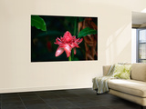 Tropical Flower  Tahiti  the Society Islands  French Polynesia