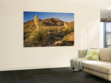 Parrys Beargrass in Springtime Bloom in Kingston Range Mountains of Mojave Desert